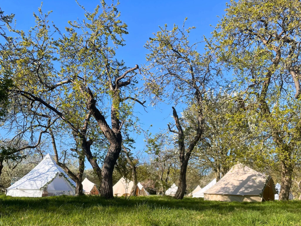Springtime bell tent wedding glamping village in an orchard in Cambridge